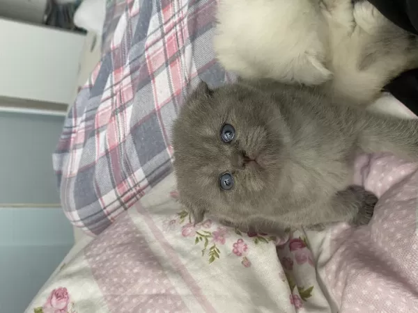 1 Buçuk Aylık Scottish Fold Kedimiz