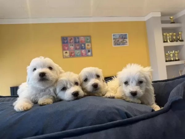 0 Numara Maltipo Yavrular Toy Poodle Yavrular Ankara