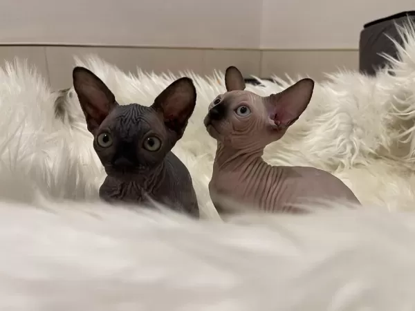 Sphynx Sfenks Dişi Erkek