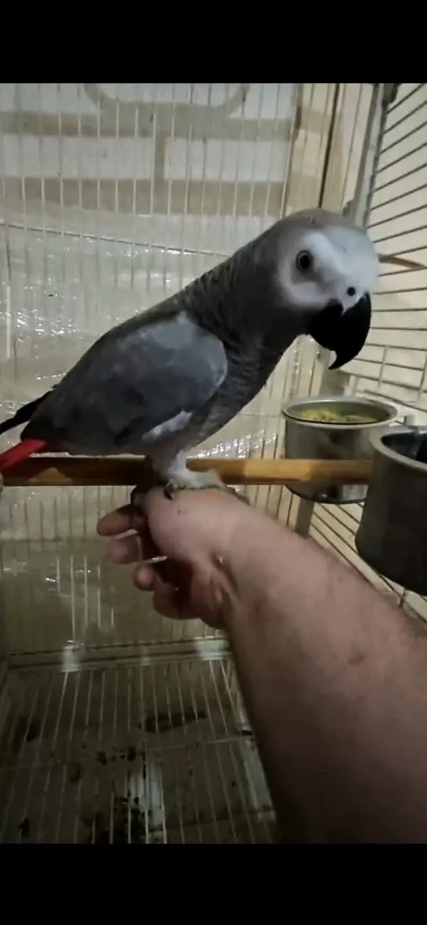 Full Evcil Jako Papağanı