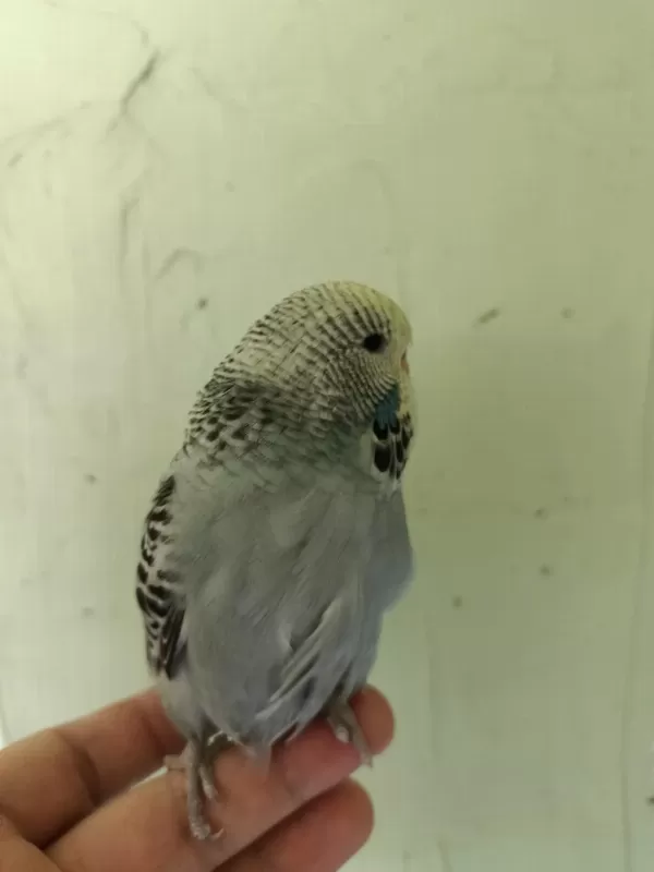 Show Jumbo Erkek Yavru Muhabbet Kuşu