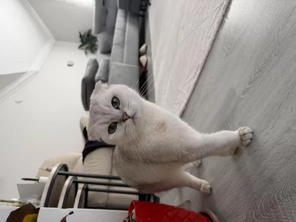 Ücretsiz Sahiplendirme Scottish Fold Kedisi
