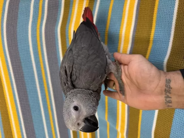 Herşeyi Öğretme Zamaninda Yavru Jako Papağani