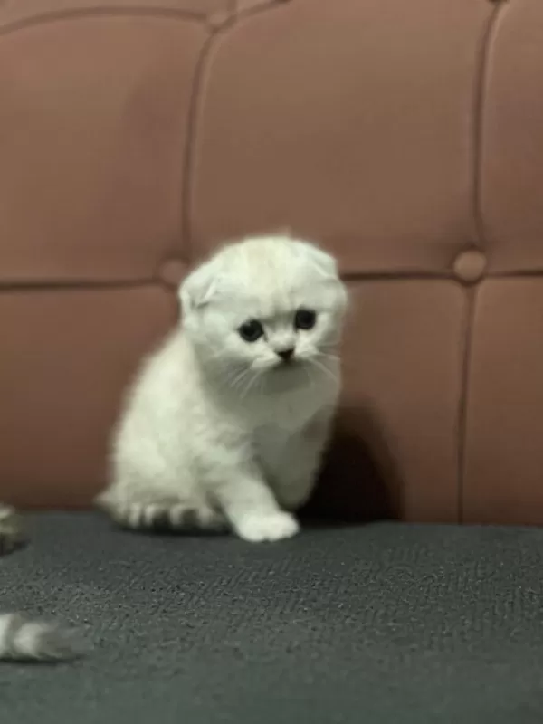 A+ Kalite British Shorthair Bebeğimiz