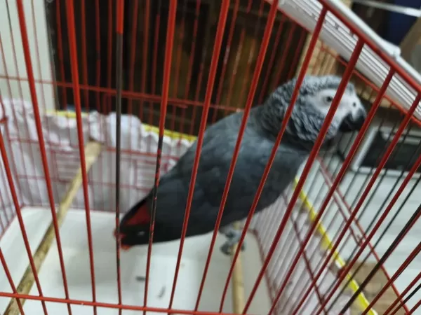 Sağlıklı Jako Papağanımız