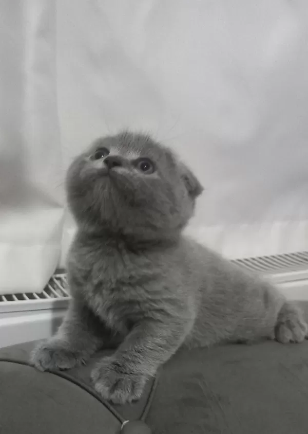 Scottish Fold Yavrumuz Yuva Arıyor