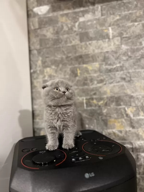 Scottish Fold Yavrularim