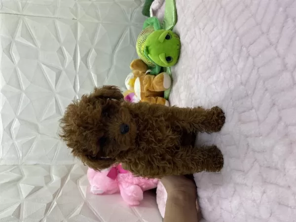 Erkek Dişi Orijinal Kore Poodle Yavrularımız