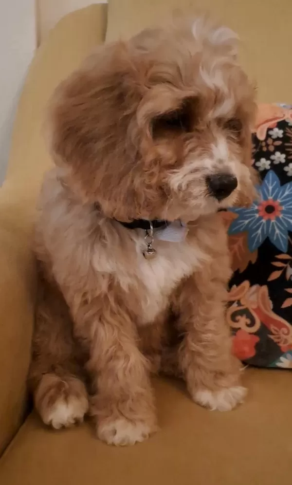 Sevimli Maltipoo Yavrusu Yuva Arıyor