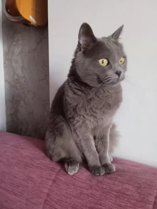 Ücretsiz Sahiplendirme Yapılacak Kedimiz