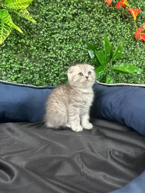 Tuvalet Eğitimli Scottish Fold Yavrular