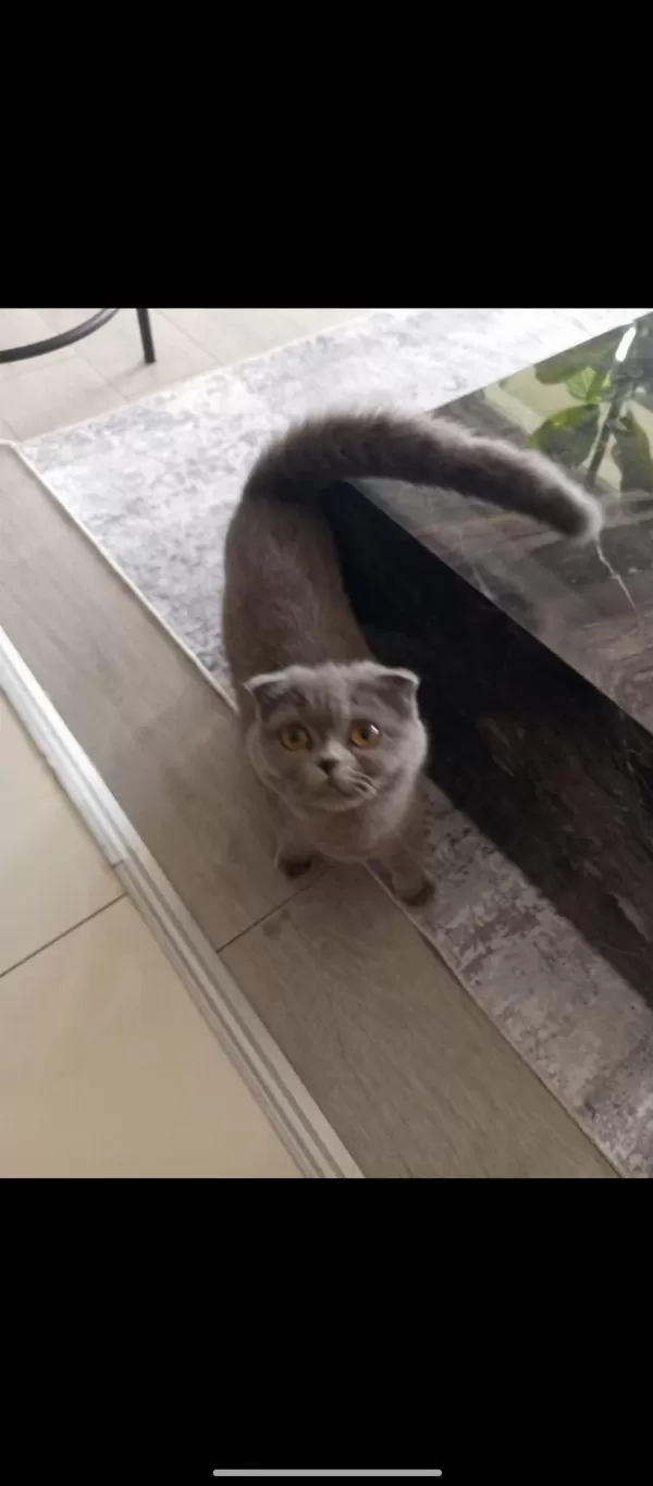 10 Aylık Dişi Scottish Fold