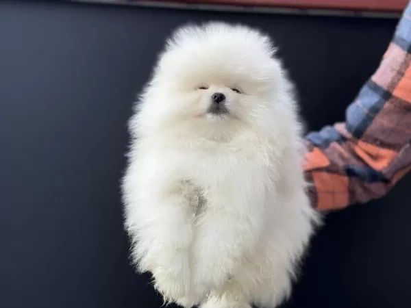 Petmode Köpek Çiftliğinde Ziyarete Açık Pomeranian