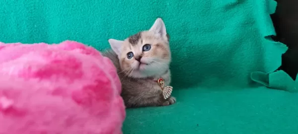 Golden British Shorthair Yavrularımız Hazır
