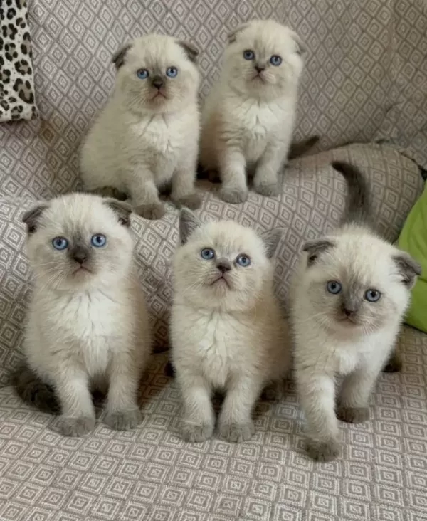 Scottish Fold Güzelleri