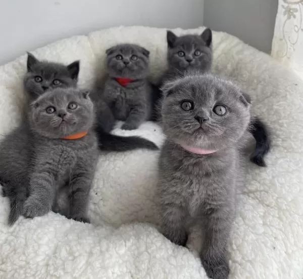British Shorthair & Scottish Fold Yavrular