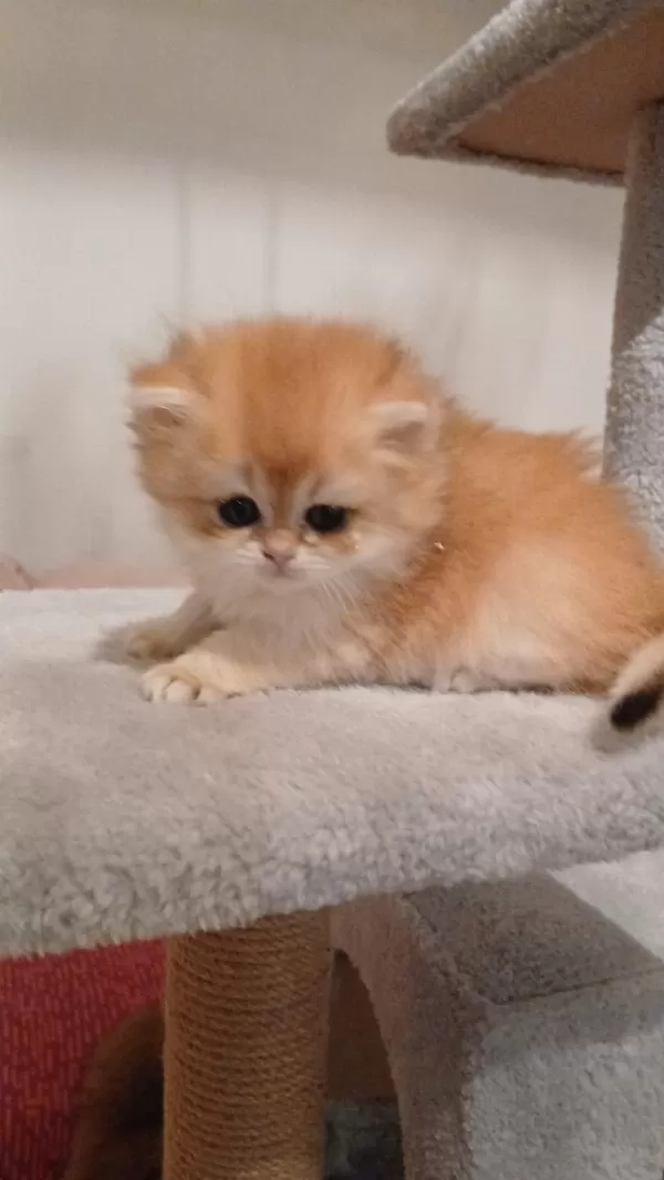 Muhteşem Golden British Longhair Ve Shorthair Yavrular