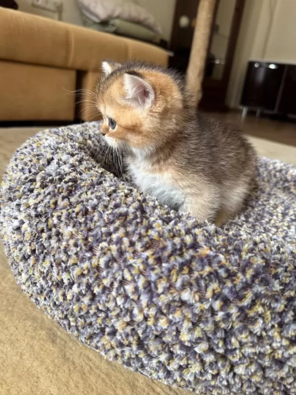 Golden Scottish Fold Dişi Yavrumuz Yeni Yuvasını Arıyor