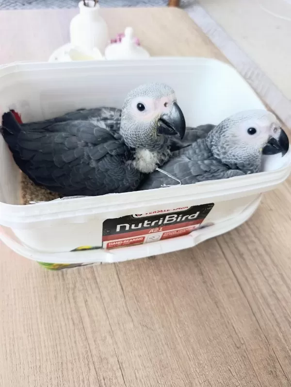 Jako Papağanı Yavrularımız Yeni Ailelerine Gitmeye Hazır