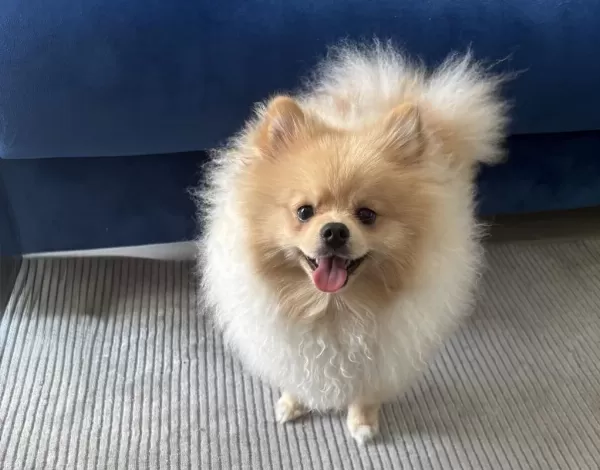 8 Aylık Pomeranian Aşıları Tam Erkek