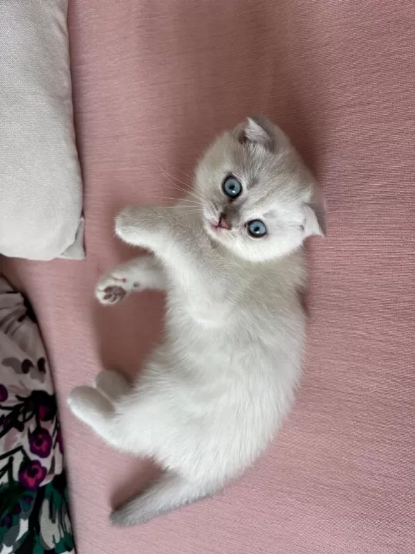 Mavi Boncuk Scottish Fold