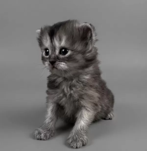 British Longhair Yavrum