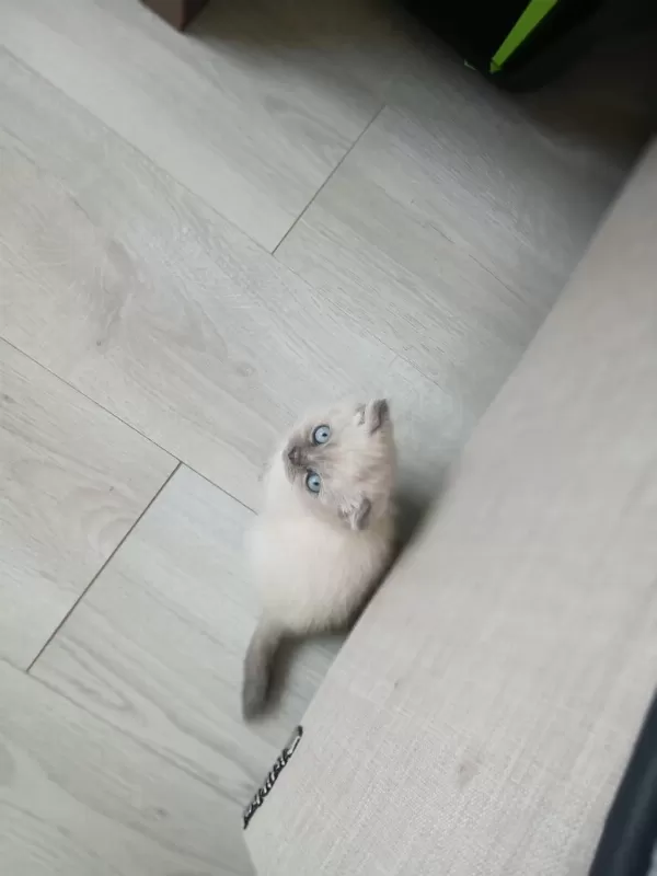 Şirin Scottish Fold Yavrularımıza Güzel Aileler Arıyoruz