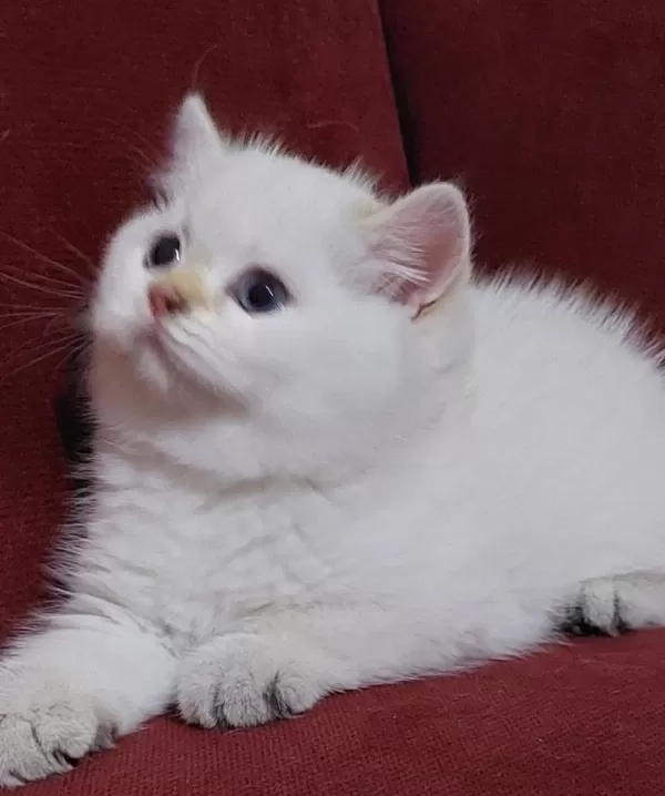 Safkan British Shorthair Açıklamayı Okuyun Lütfen