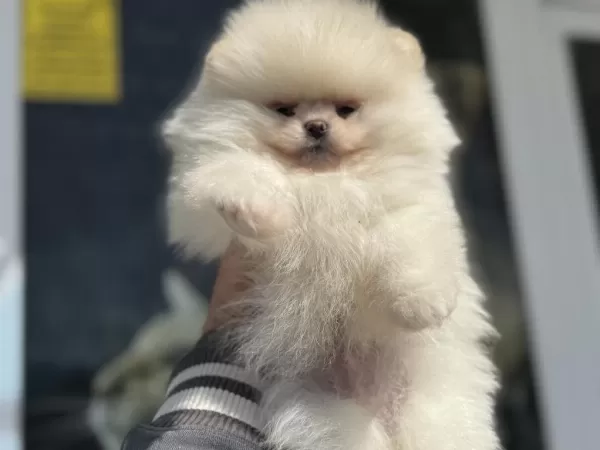 Petmode Köpek Çiftliğinden Tea Cup Pomeranian