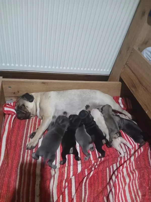 Renk Cümbüşü Gülkuyruk Pug Köpekler