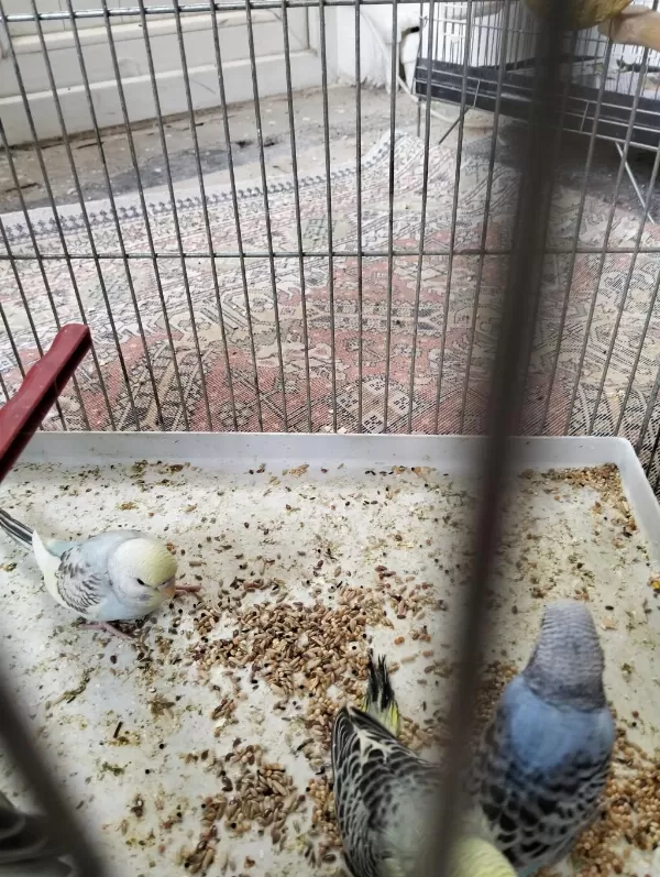Yeni Yem Yemeye Başladı Yavru Muhabbet Kuşları
