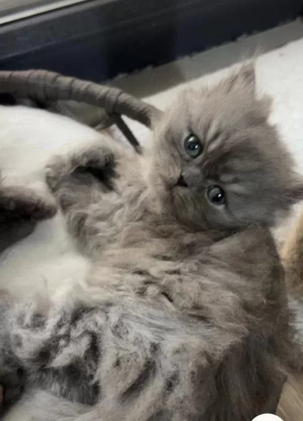 British Longhair Dişi Kedimiz