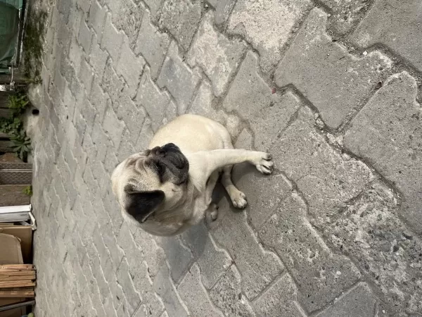 Sevimli Pug Köpeğimiz