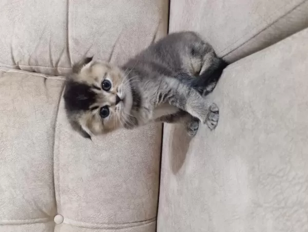 Scottish Fold Erkeğimiz