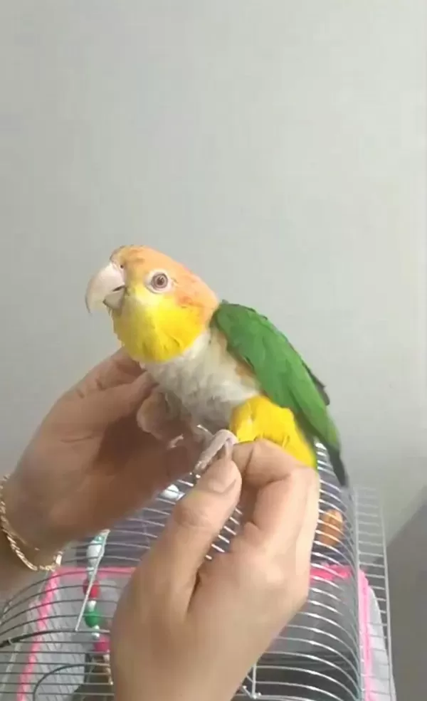 Oyuncu Caique Papağanı