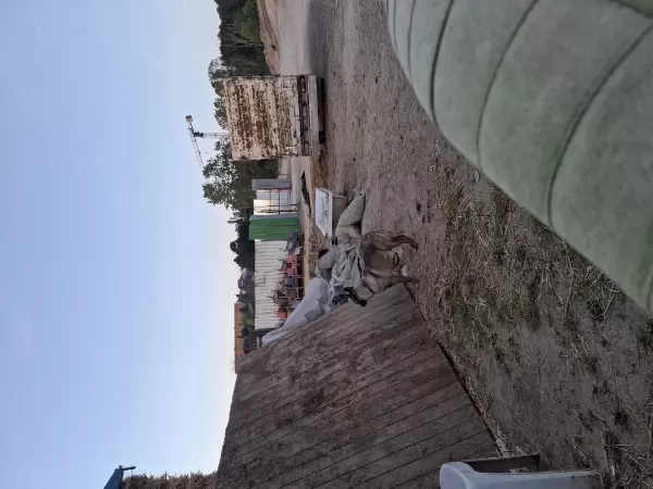 Belçika Kurdu Ateşbey Sahiplendirilecektir