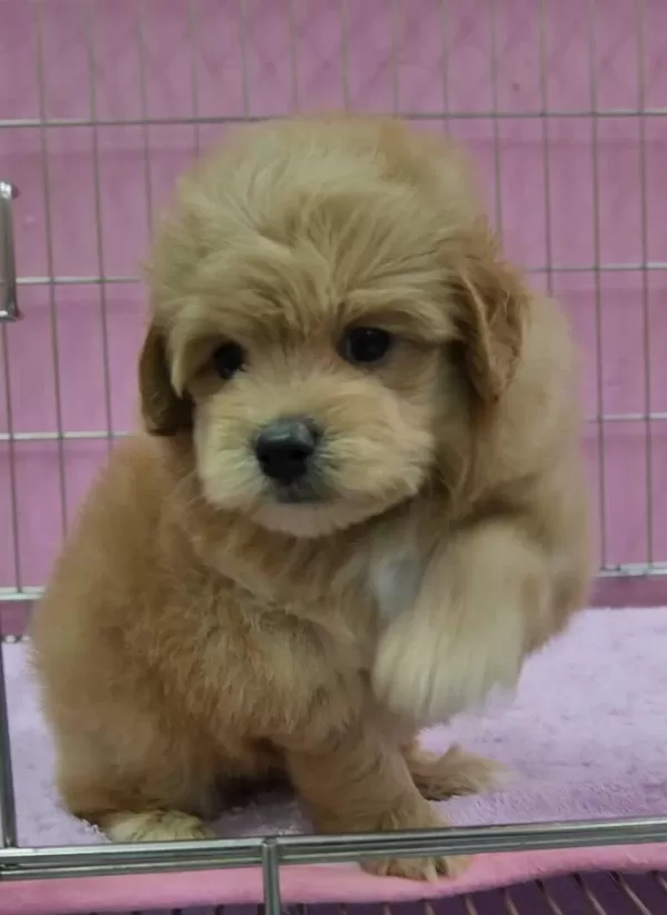 Sağlıklı Maltipoo Yavrularımız