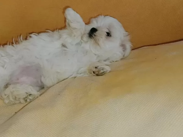 Pamuk Gibi Maltese Kızımız