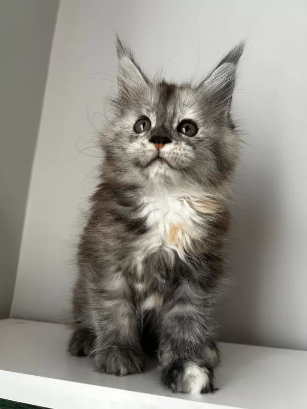 Full Şecereli Dişi Maine Coon