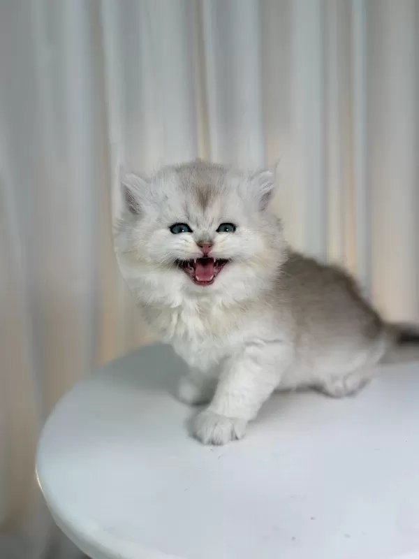 Show Class Silver British Yakışıklı