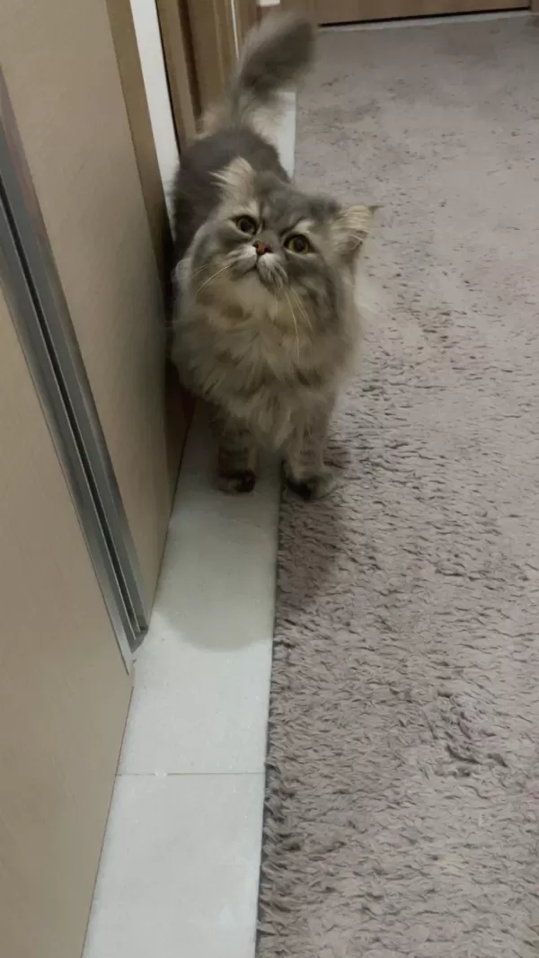 Persian Cinsi Oğlumuz Acil Yuva Arıyor