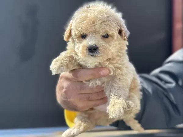 Wc Eğitimli Aşılı Pasaportlu Maltipoo Yavrularımız