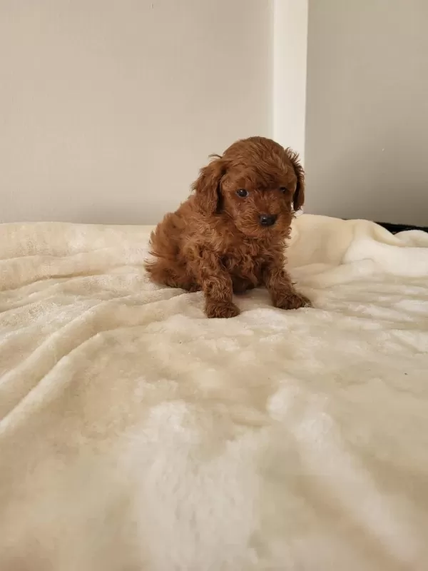 Toy Poodle Yavru Erkek