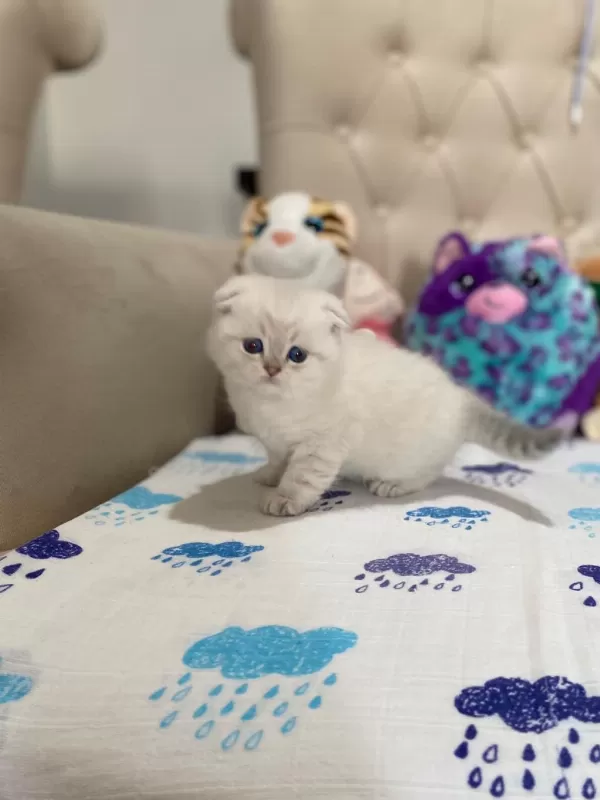 British Shorthair Ve British Longhair Çok Tatlı Bebekler