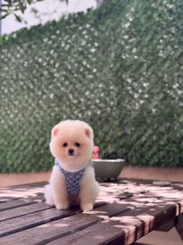 Sağlik Ve İrk Garantili Pomeranian Köpeği