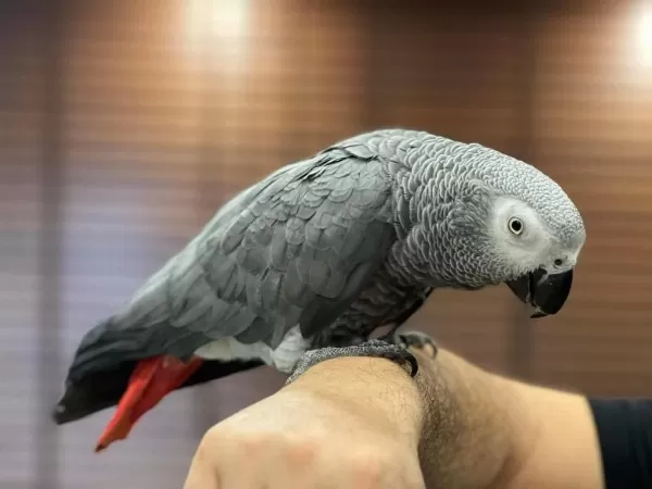 Sağlikli Konuşan Full Evcil Jako Papağanimiz