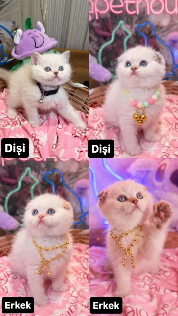 Safkan British Shorthair Ve Scottish Fold Yavrular