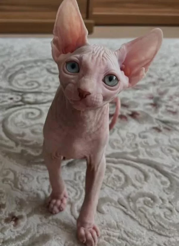Kanada Sphynx Yavrular