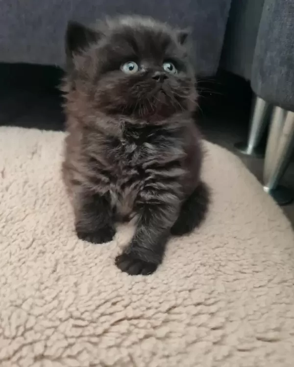 Çok Tatlı İran Kedisi Oğlumuz Yeni Ailesini Bekliyor
