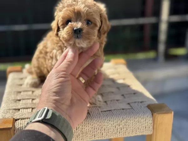 Safkan Kore Tea Cup Maltipoo Yavrularımız